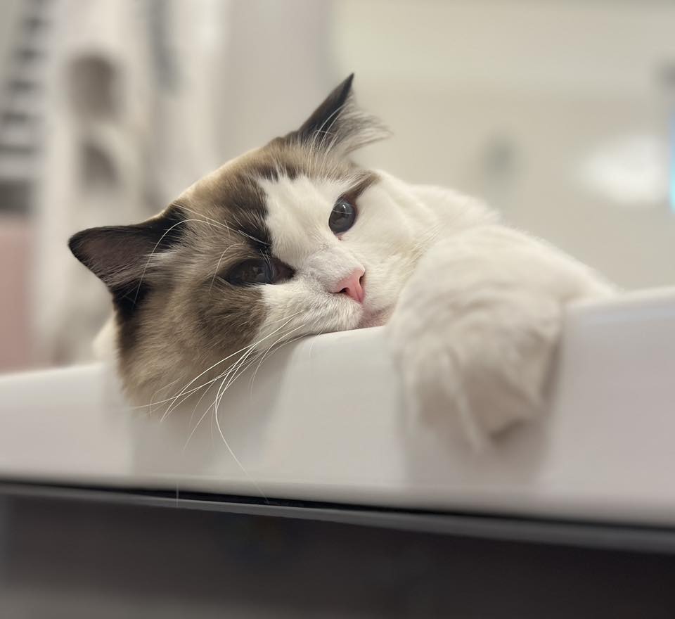 /images/Galeria/Ragdoll Rajongók Rezidenciája/34 Viktória Cserkezov.jpg